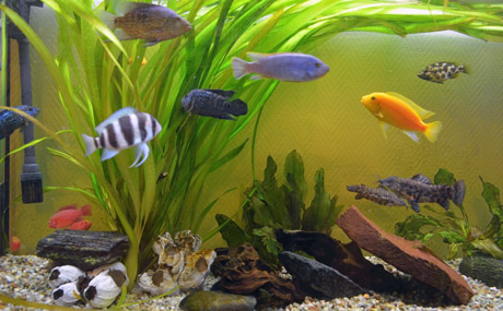 tl_files/Therapie auf vier Beinen/01_images/03_die_tiere/03_die_tiere_fische.jpg